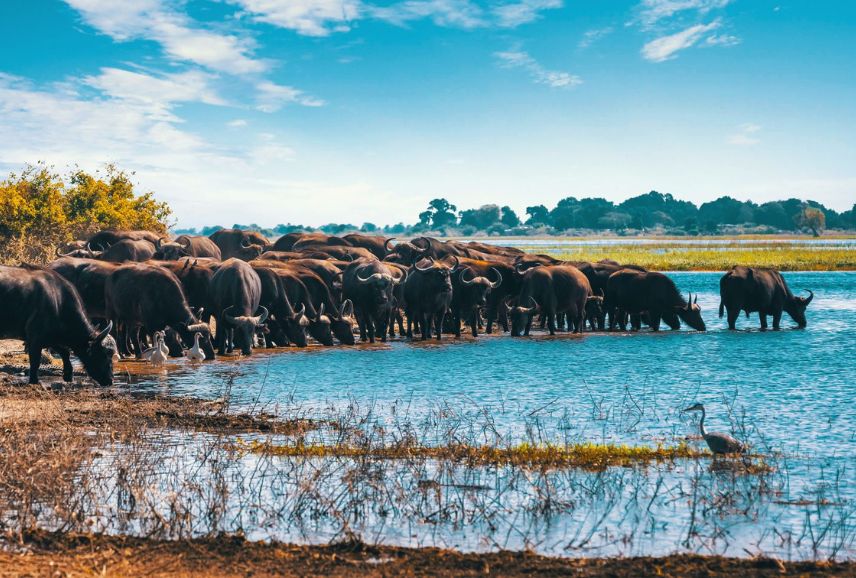 hmsafaris_destination_lake_manyara